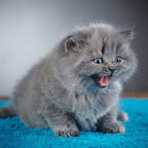 geo kittentm|geo kitten bored button.